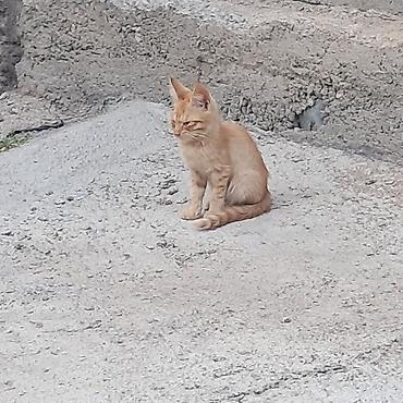 кошка в бишкеке: Кошка даром: Сиамская, 4 месяца, Мальчик, Метис, Приучена к лотку, Проглистована — 6