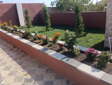 Ağaclar: BuQazon catrlma qurasdrma dekarativ agaclarin satişi 24/7 elaqe -da lalafo.az — 2 Ağaclar: BuQazon catrlma qurasdrma dekarativ agaclarin satişi 24/7 elaqe — 2