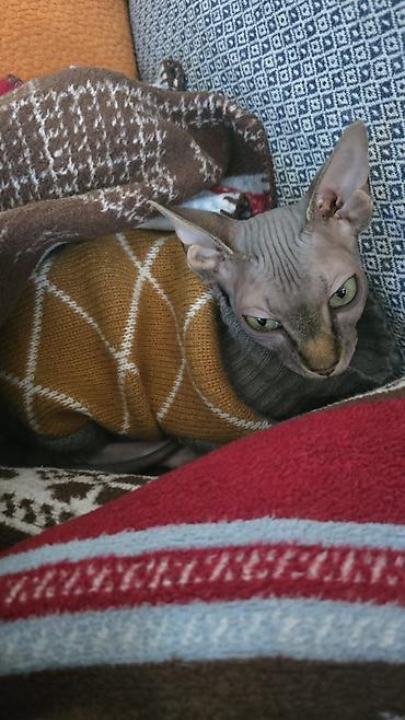 Pişiklər: Sfinks — 8