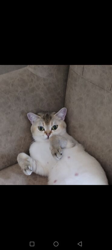 котята в добрые руки бесплатно: Qızıl şinşilla, Dişi, Yaxşı əllərə, Pulsuz çatdırılma