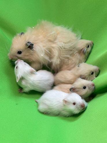 Хомяки: Продаются хомячки ручные. В нашем питомнике грызунов вы можете — 12