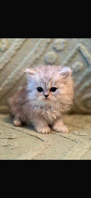 Кошки: Шотландская, Самка, В добрые руки, Платная доставка — 6