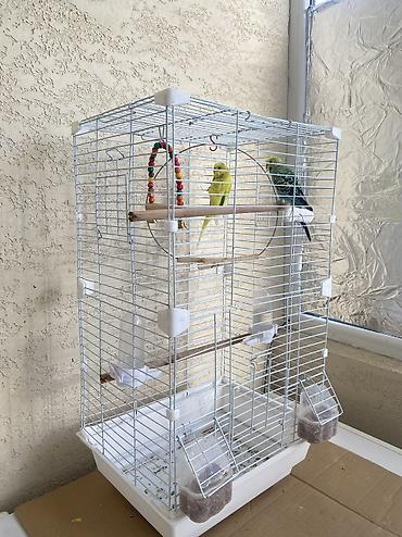 продаю птиц: Срочно продаю связи с переездом — 6
