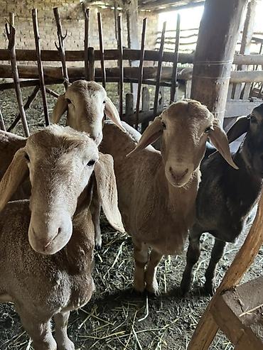 Баран, овца: Продаю | Овца (самка) | Для разведения — 5