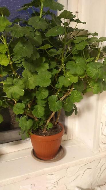 Другие садовые цветы и кустарники: Комнатные цветы от 350 сом ❗❗ — 9