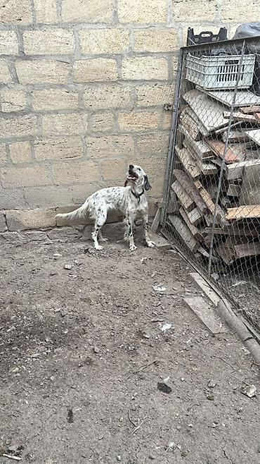 sahiblendirilen itler: Setter (ov iti)her ovu vilir 1 yaş 3 aylıq dı

- — 1