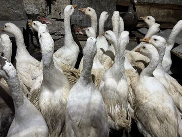 Qazlar: Qaz Sürüsü Satılır. 22 Dənədir. Tək-Təkdə Satmaq Mümkündür. Ünvan Qala — 1