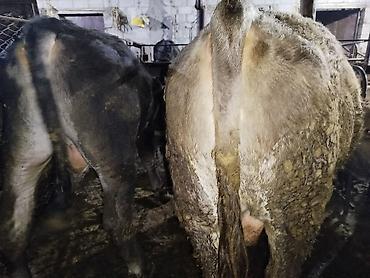 Коровы, быки: Продаю | Бык (самец) | На забой — 13