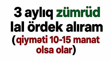 Ördəklər: Elan: 3 aylıq zümrüd lal ördək axtarılır. Yaşı təxminən 3 ay olan — 1