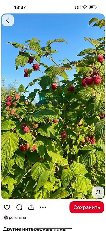 свекольный сок: Малина В розницу — 3