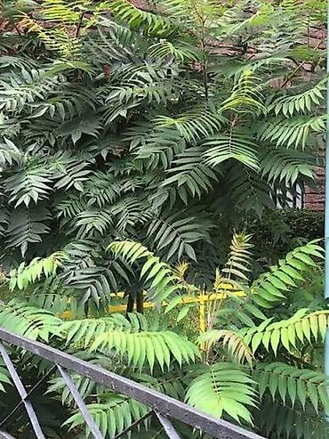 Peony saplings: Пионы. Пионы травянистые. Пионы кустарниковые. Пионы древовидные — 25