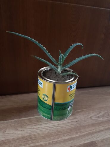 ZX: Əzvay bitkisi. (Aloe) Müalucəvidi