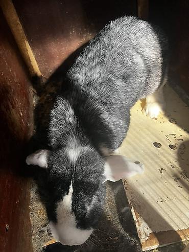 Кролики: Продаю | Крольчиха (самка), Кролик самец, Крольчата | Для разведения — 9