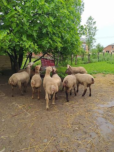 sudluk inekler satışı: Fərqli çəkilərdə qurbanlıq qoçlar satılır. 6 aydan yuxarı sağlam — 1