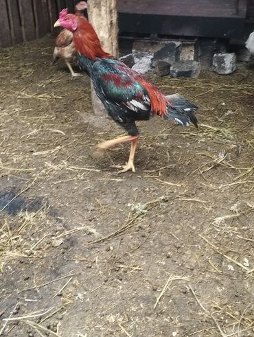 Xoruzlar: Aseel tipli uzunayaqlı cücərti/ceylək xoruz - Uzun və güclü sarı — 28