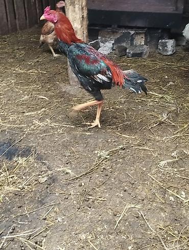 Xoruzlar: Məhsul: Qara-qırmızı rəng çalarlarında kənd xoruzları Təsvir: - Uzun — 2