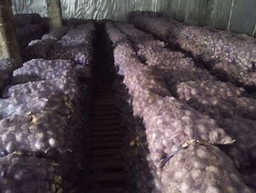 Чеснок: Чеснок Самовывоз — 15