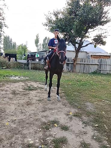 Продаю | Жеребец | Конный спорт