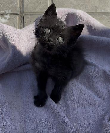 котята шотландской породы: Кошка даром: Скотиш Страйт (Шотландская прямоухая), 2 месяца, Мальчик, Приучена к лотку, Проглистована — 1
