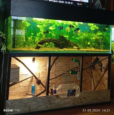 рыба сом: Продам готовый аквариум,375 литров длина 1.50 ширина 50 высота
