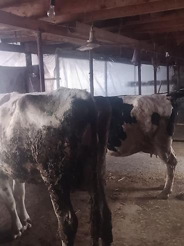 Коровы, быки: Продаю | Корова (самка) | Для молока | Привязанные — 4
