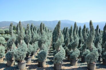 Toxumlar: Thuja toxumları, sərv, Arizona sərv, mavi thuja, qərb thuja və şərq — 4