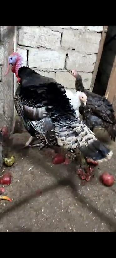 Hinduşkalar: Erkək, Damazlıq — 8