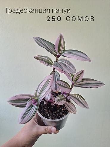 ремонт аквариума: 🌿 Комнатные растения/цветы (детки/молодые растения). 🪴 Названия и цены — 10
