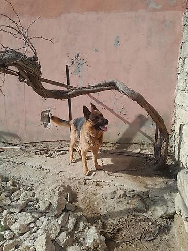 İtlər: Alman çoban iti, 3 il, Dişi, Ünvandan götürmə — 10