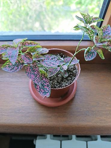 Бегонии: Гипоэстес (Hypoestes phyllostachya) «пятнистый» в горшке,есть белый — 8