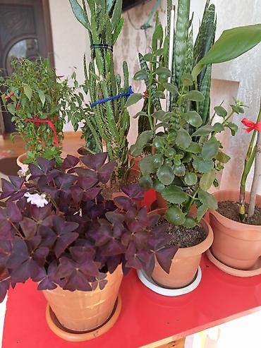 Digər bitkilər: Ev otaq gülləri – bir neçə növ 5-50 manat arası qiymət - — 5