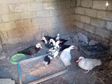 ev quşları haqqında qısa məlumat: 8 edet lal ordey dişi satıram isdiyen olsa zəng vursun hamsı