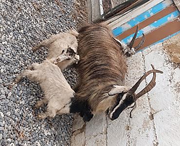 keci cəpis: Salam döl dübarə ekiz doğan keçidi hal hazirda altinda ekiz dişi — 1