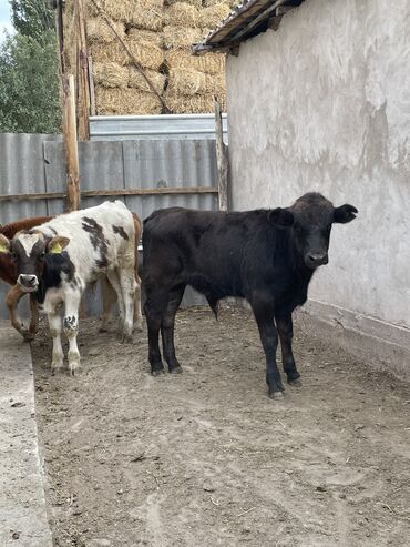 продаю продам продается: Сатам | Бука (эркек), Музоо | Симментал, Монбельярд, Абердин-ангус | Жасалма уруктандырылган