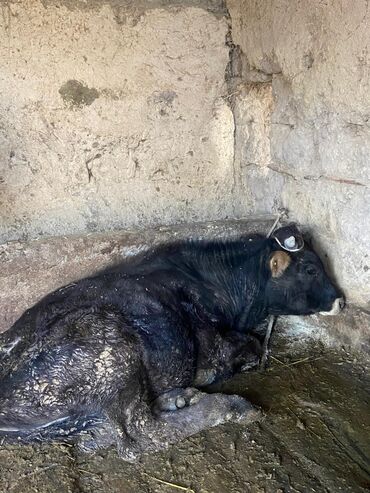 купить собаку ротвейлер: Сатам | Бука (эркек) | Бордоп семиртүү үчүн | Байланган