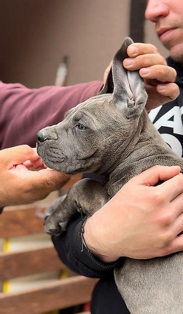 Psi: Dostupni za rezervaciju stenci Cane Corso iz registrovane — 8