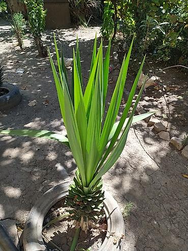 guldəfnə bitkisi: Dekorativ Yucca (yucca ağacı tipli) – peyzaj və həyət üçün - Bitki — 1