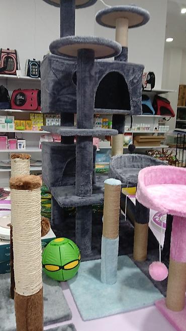 Pişiklər: Erkək, Pulsuz çatdırılma — 24