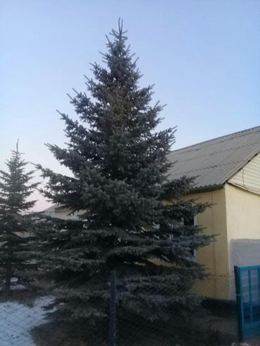 сибирский ель in Кыргызстан | САЖЕНЦЫ: Сибирский голубой ель 11м