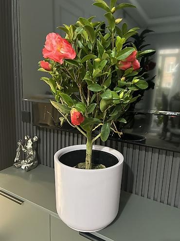 Другие комнатные растения: Женское счастье гигант сорт По городу доставка бесплатно Крупные — 63