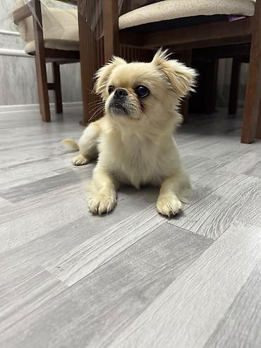 mops it: Pekines, 1 il, Dişi, Peyvəndli, Pulsuz çatdırılma — 4