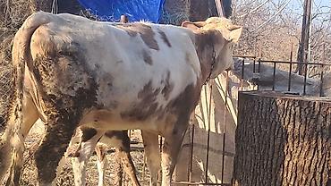 Inəklər, öküzlər: Dişi, Simental, il: 3, 450 kq — 6