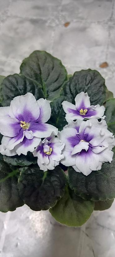 Фиалки и глоксинии: 🌱🌺🌱 Продаю сортовые ДЕТКИ стандартных, трейлерныхмини и полумини — 23