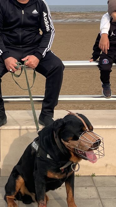 pitbul itlər: Rotveyler, 1 il, Erkek, Peyvəndli, Ünvandan götürmə, Ödənişli çatdırılma