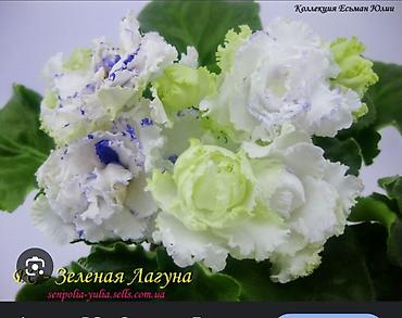 Фиалки и глоксинии: Сортовые фиалки, детки — 6