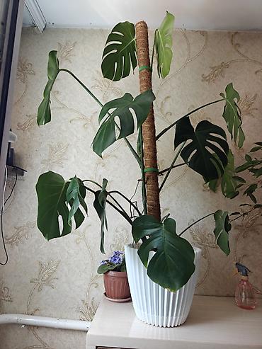 Комнатные растения: Монстера делициоза (Monstera deliciosa) в декоративном кашпо - — 2
