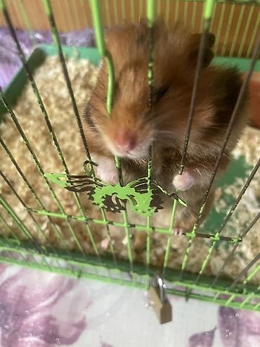 hamster kombat voucher: Хомяк с клеткой и аксессуарами - Домашний грызун в компактной — 2