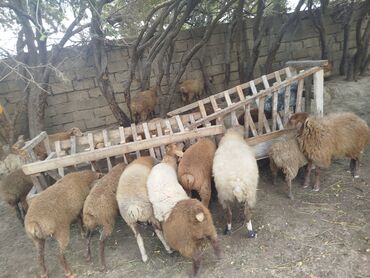 Gəmiricilər: Yem qabı, Yem üçün, Heyvanlar üçün