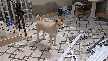 qurd basar iti: Akita-inu, 2 il, Dişi, Peyvəndli, Ünvandan götürmə — 3