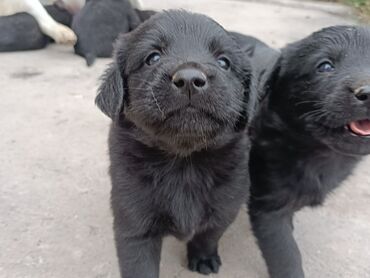 Продажа собак: Лабрадор-ретривер, 2 месяца, Самец — 5